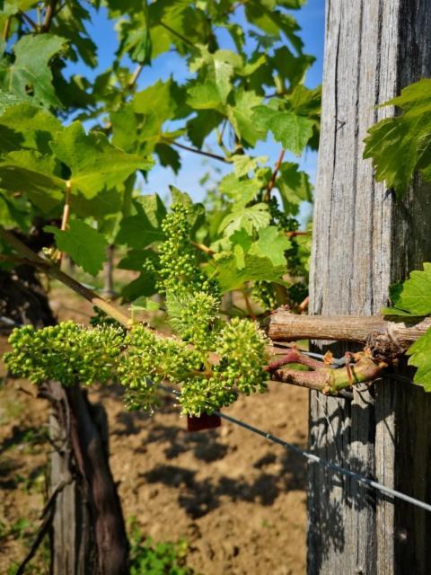 L Escale Des Vignes Gite Proche Saint Emilion Chateau Beynat Villa Eksteriør billede